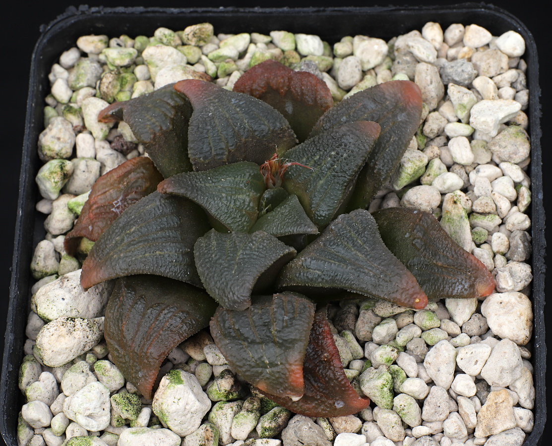 00420 haworthia mirabilis var atrofusca spitzkop w of riversdale jdv90 091