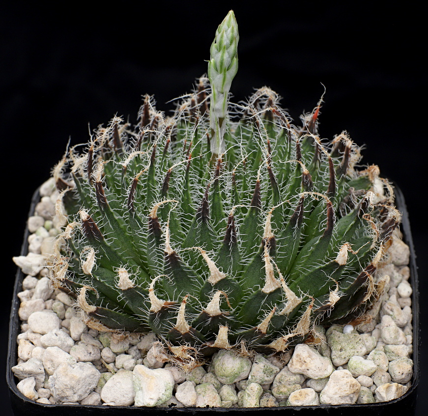 00427 haworthia arachnoidea var setata pectinis n of steytlerville mbb6610