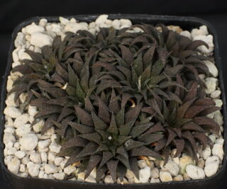 00438 cl1 haworthia parksiana little brakrivier lost location because of road work