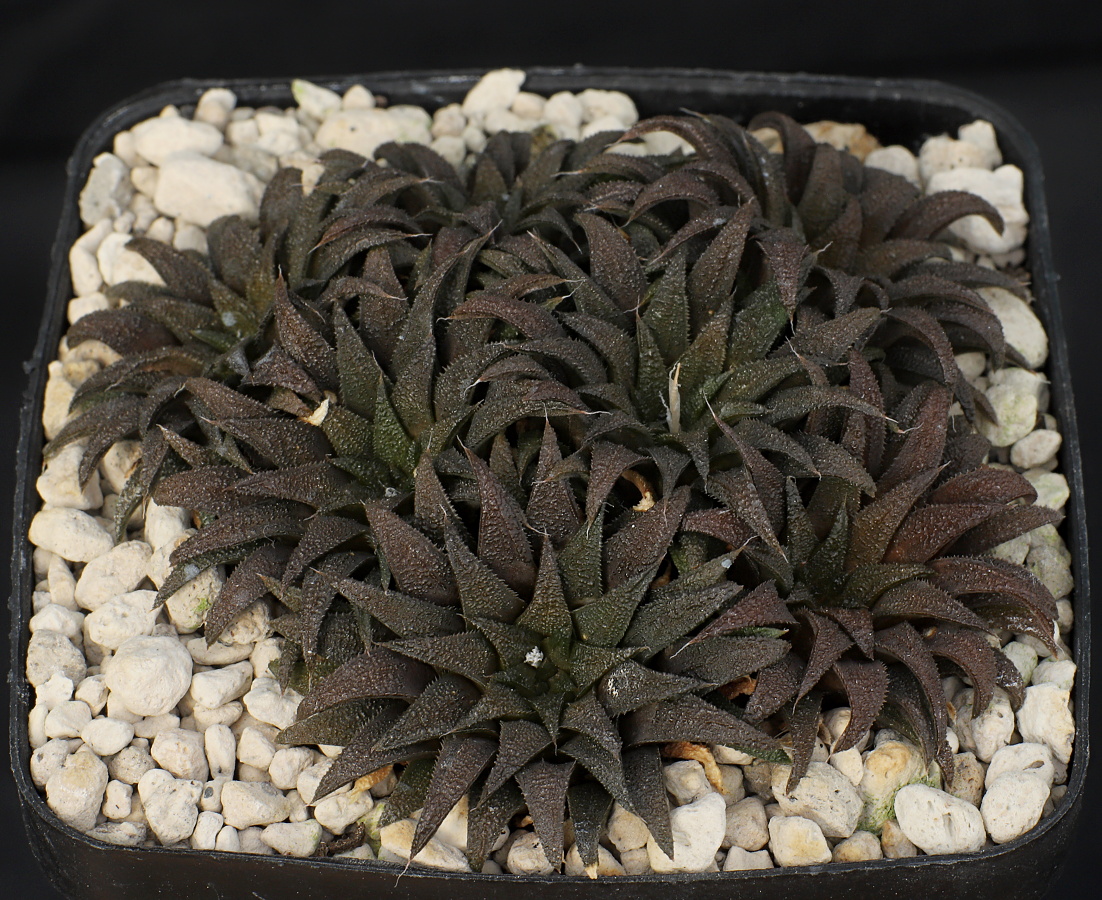 00438 cl1 haworthia parksiana little brakrivier lost location because of road work