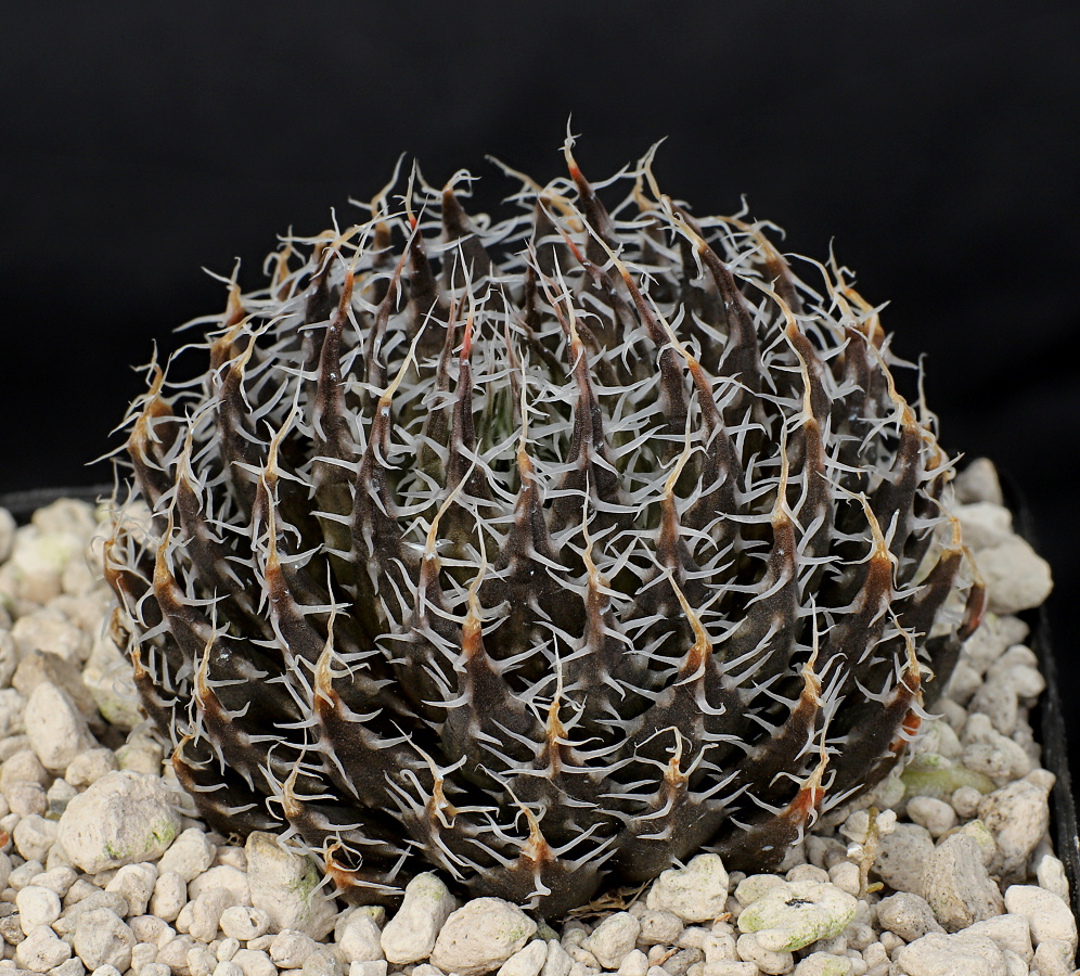 00838 haworthia arachnoidea var nigricans kuromisa nn mierenfontein ib07146 p2