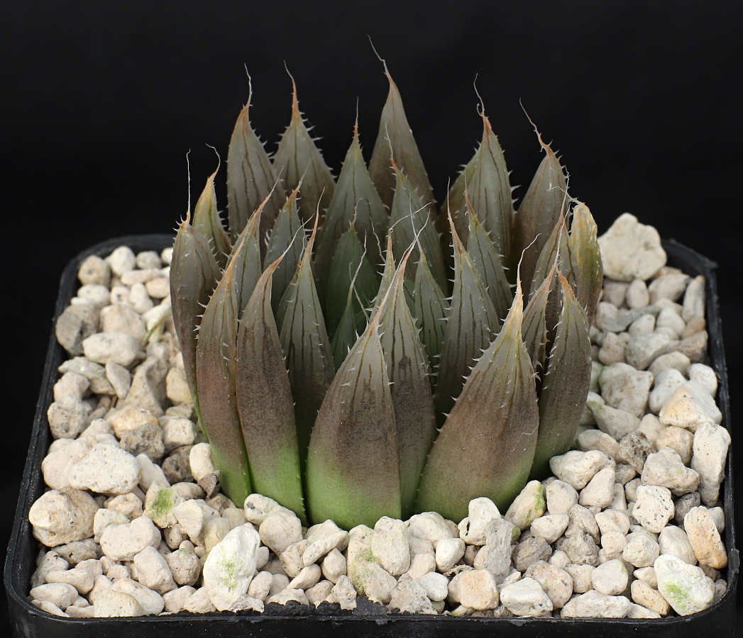 00849 haworthia bolusii var pringlei koonap river bridge s of paardefontein ib08581