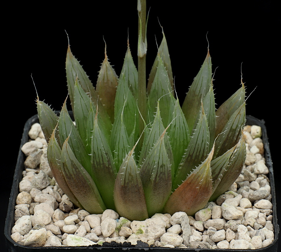 00849 haworthia bolusii var pringlei koonap river bridge s of paardefontein ib08581 p2
