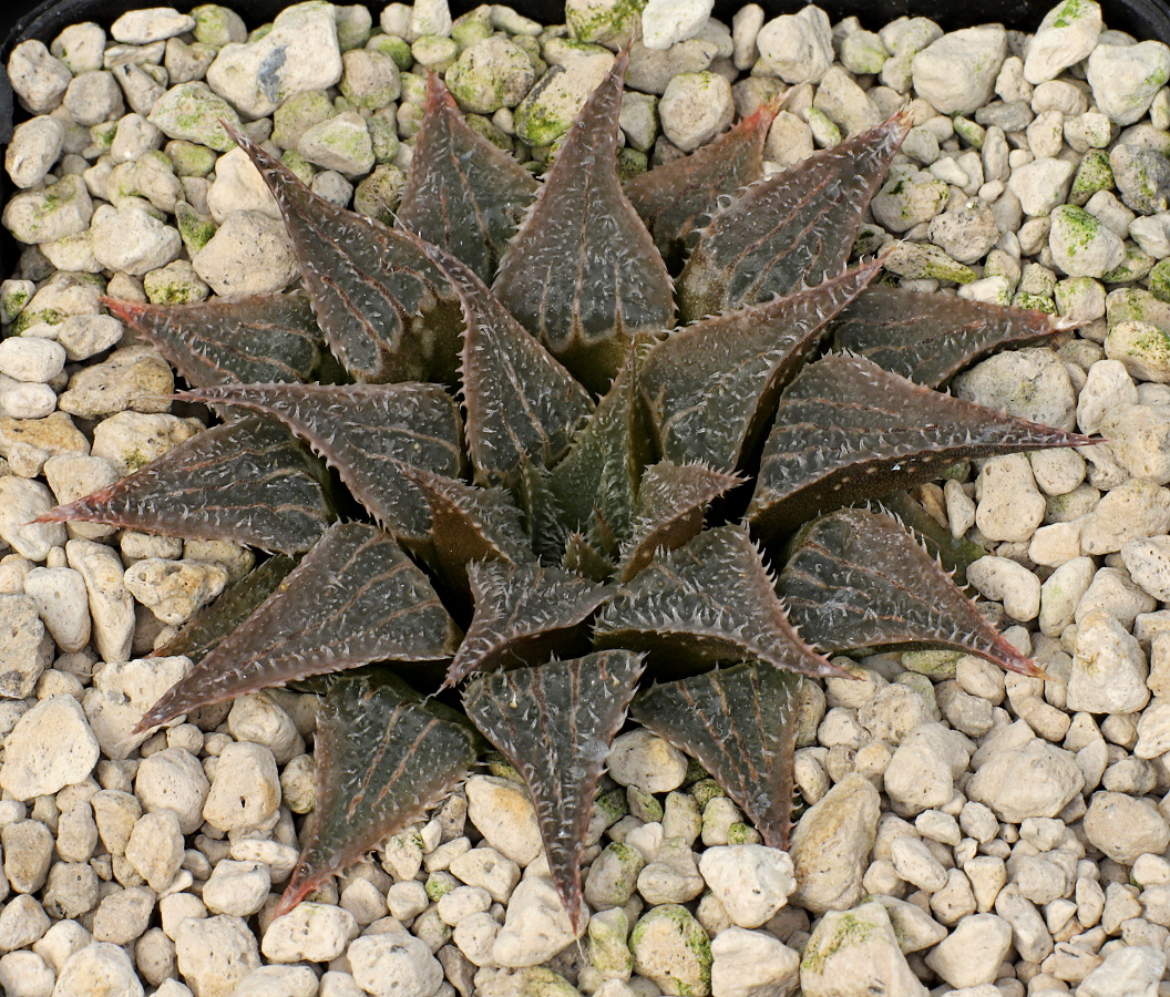 01089 haworthia emelyae var major wimii s of muiskraal 20 km nwn of riversdale jdv90 019