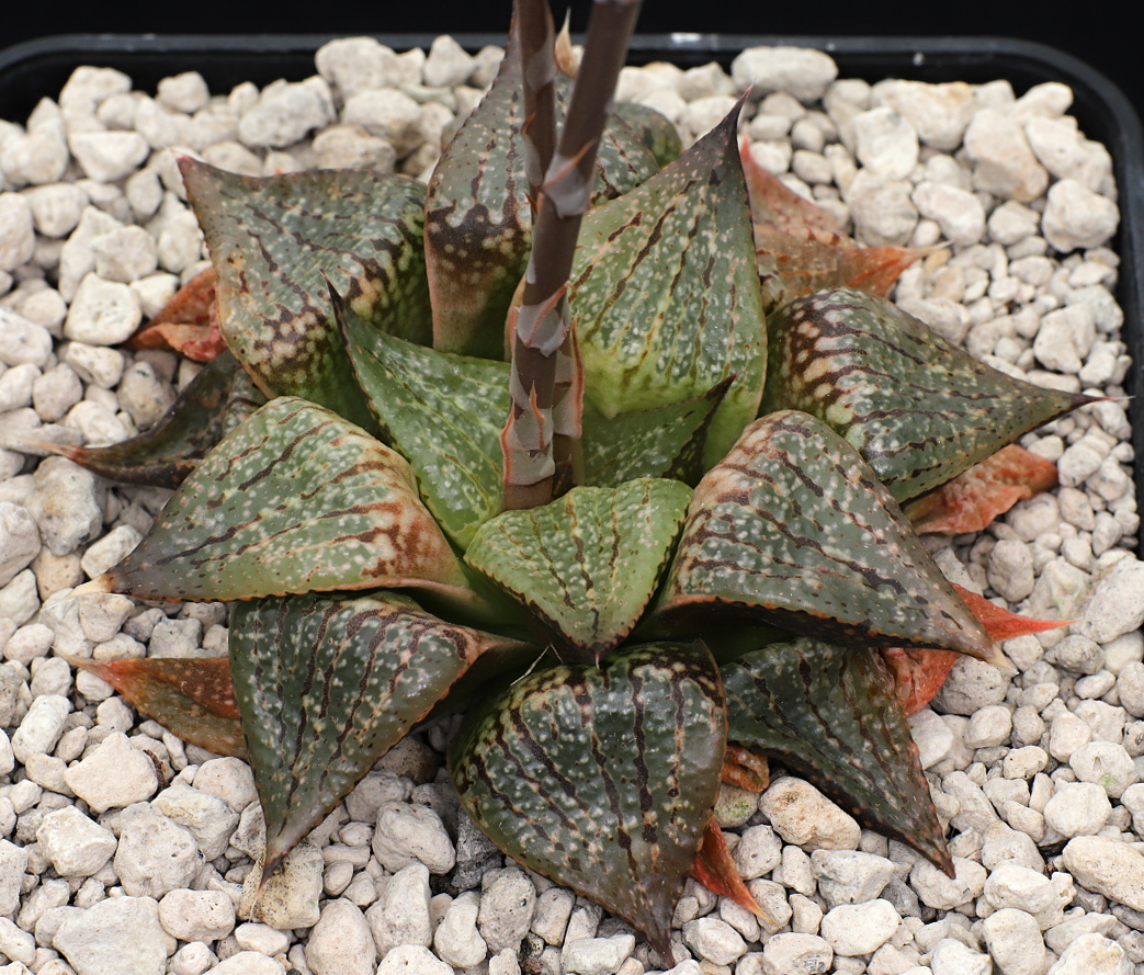 01110 haworthia picta doringrivier farm s of oudtshoorn gm581