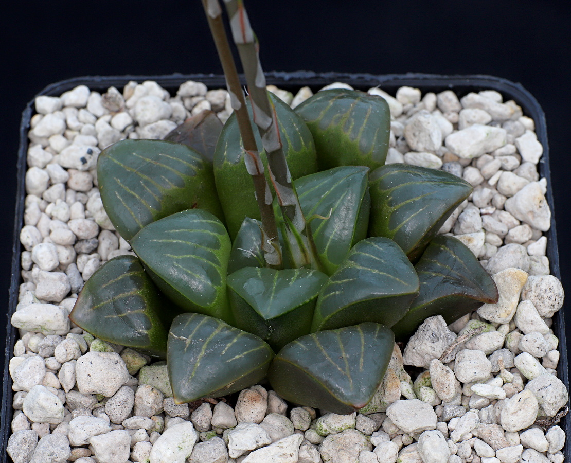 01249 haworthia retusa var nigra chromutica kransriviermond s of heidelberg jdv86 016
