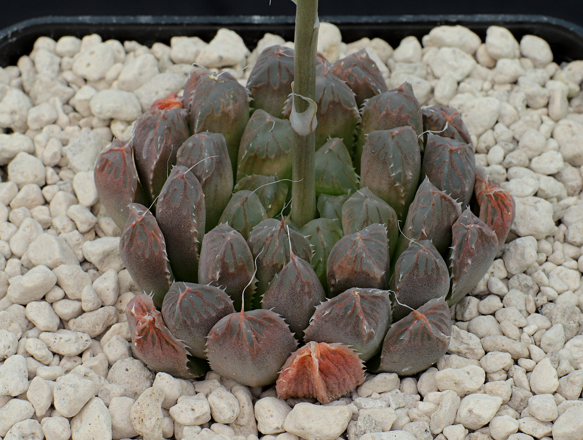 01307 haworthia cooperi var dielsiana slagtersnek se of somerset east mbb6778