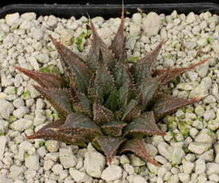 01367 haworthia mirabilis diversicolor aff hoeksrivierkloof se of mcgregor mbb6757