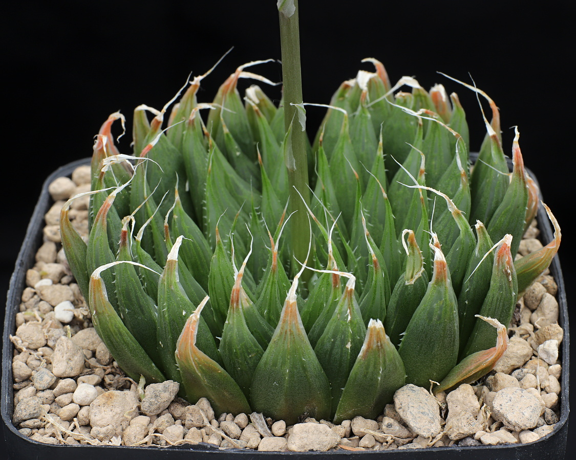 01493 haworthia cooperi var gracilis venetia vensterholt nw of hankey ib13711
