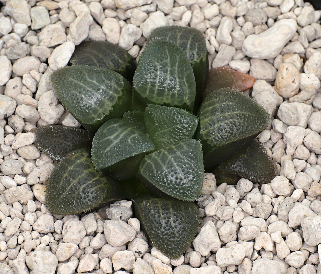 01572 haworthia bayeri jadea eastern slopes of the paardeberg nw of leeublad kammanassie dam gm261