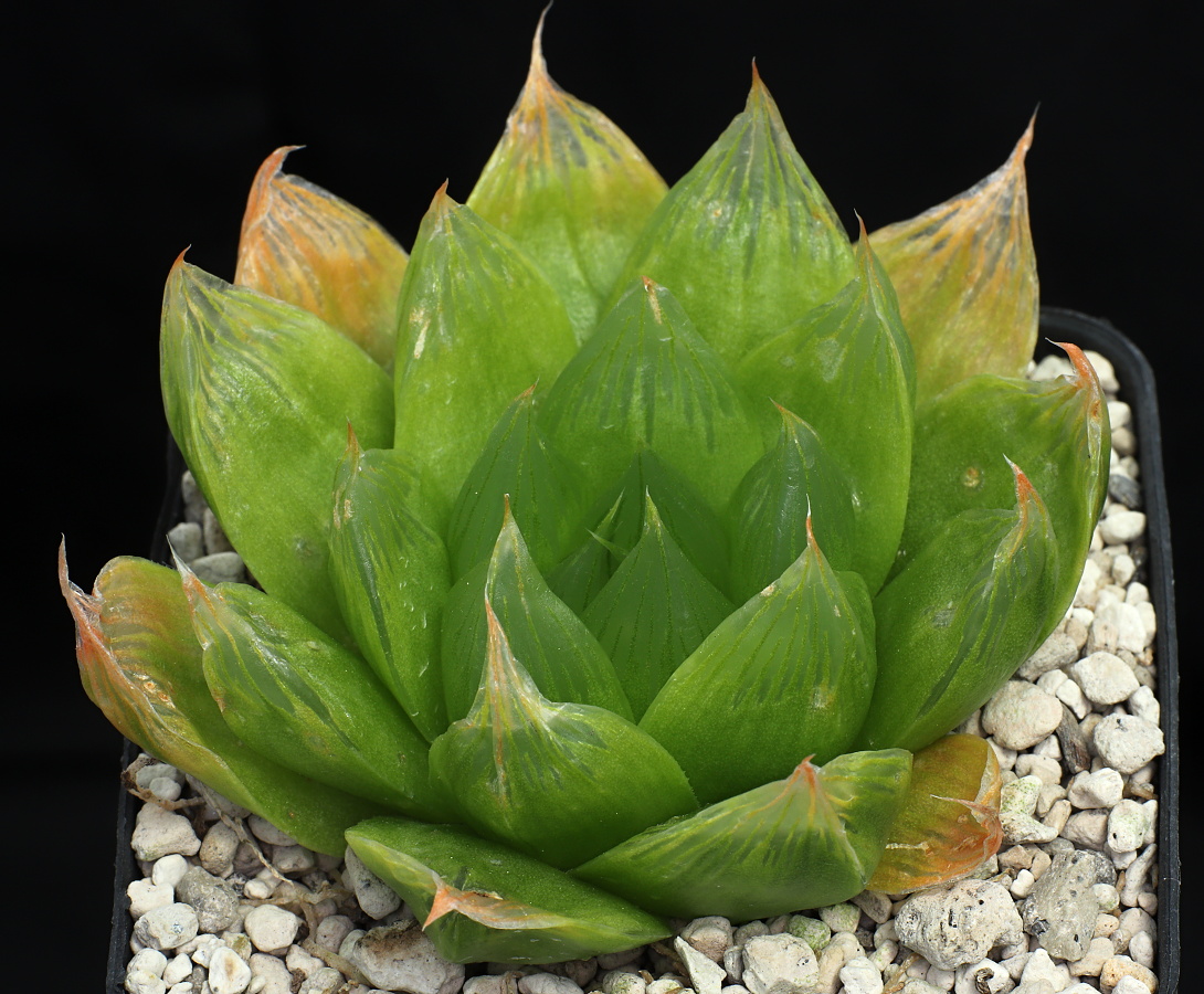 01847 cl2 haworthia cymbiformis emeralda kok se pad n of kirkwood mbb6925