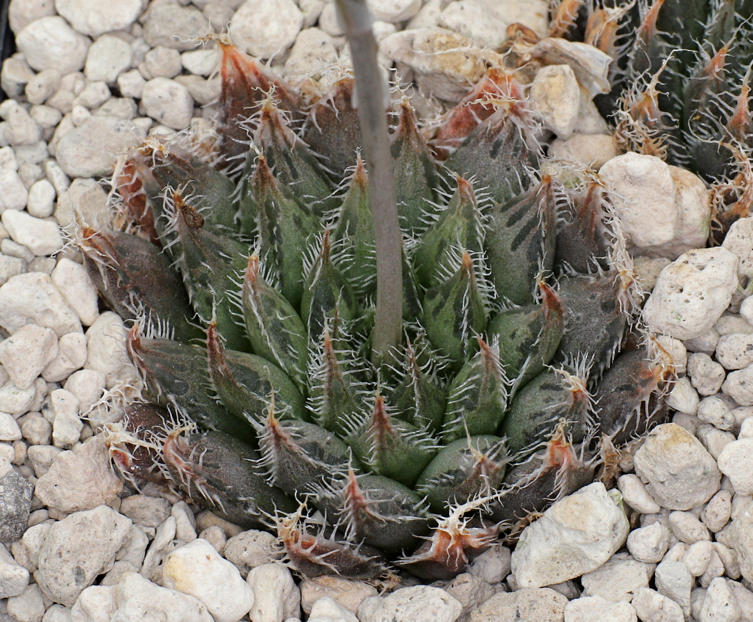02037 haworthia aristata rava aff original kaboega gate n of zuurberg mbb6917