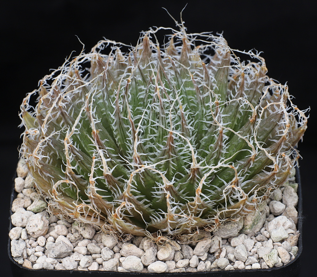02081 haworthia decipiens var cyanea mbb7025 trakaskuilen