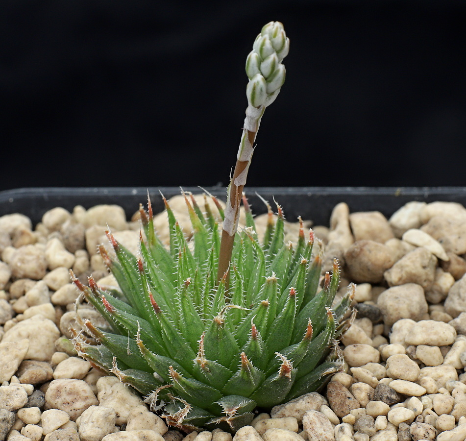 02084 haworthia cooperi var isabellae 15 km w of hankey