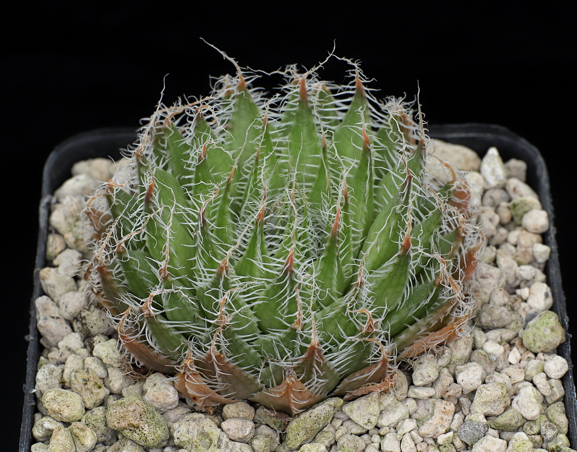 02233 haworthia arachnoidea var namaquensis augrabies 15 km ne of poort nolloth