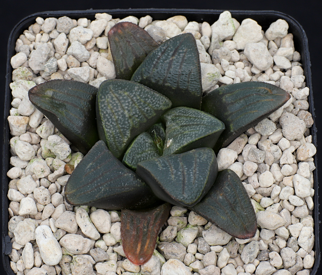 02301 haworthia mirabilis var atrofusca enigma 8 km nw of riversdale corrente river jdv92 097