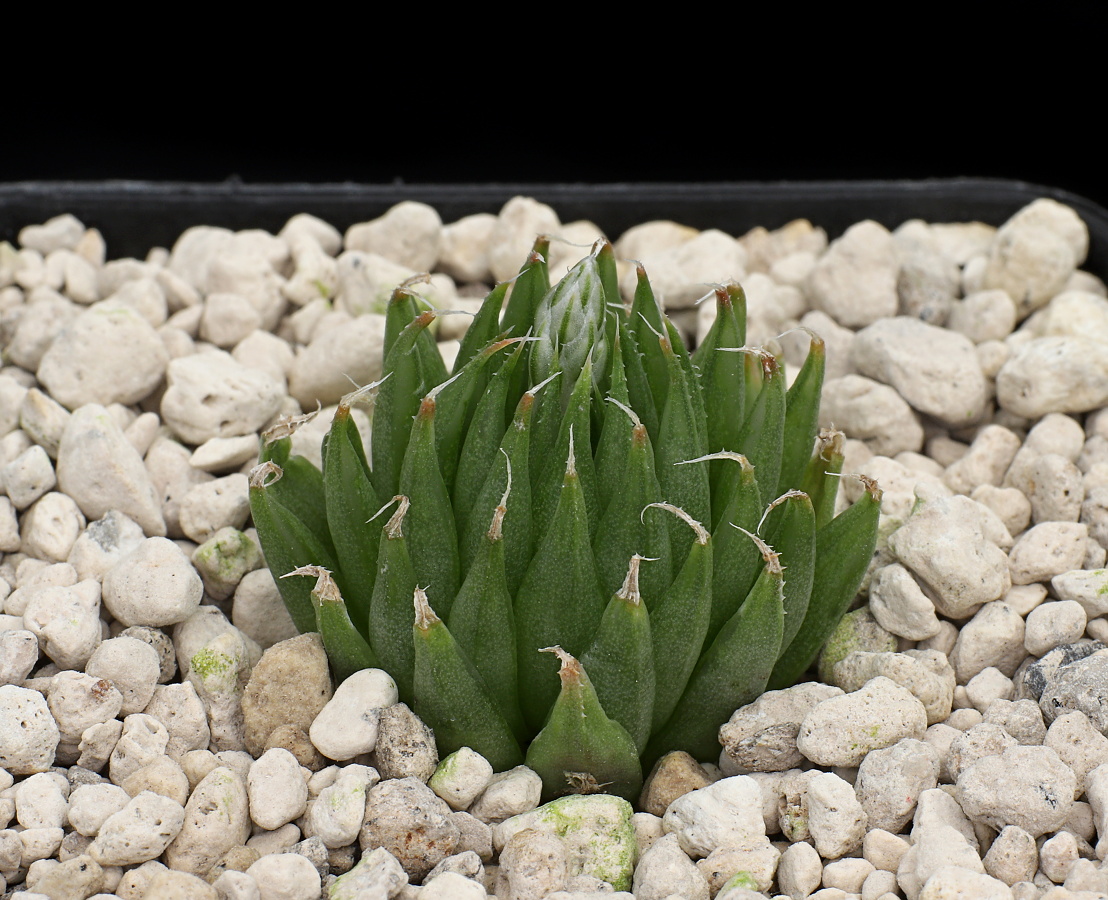 02463 haworthia cooperi var gracilis bathylis kouga dam e of wall s slope jdv94 030