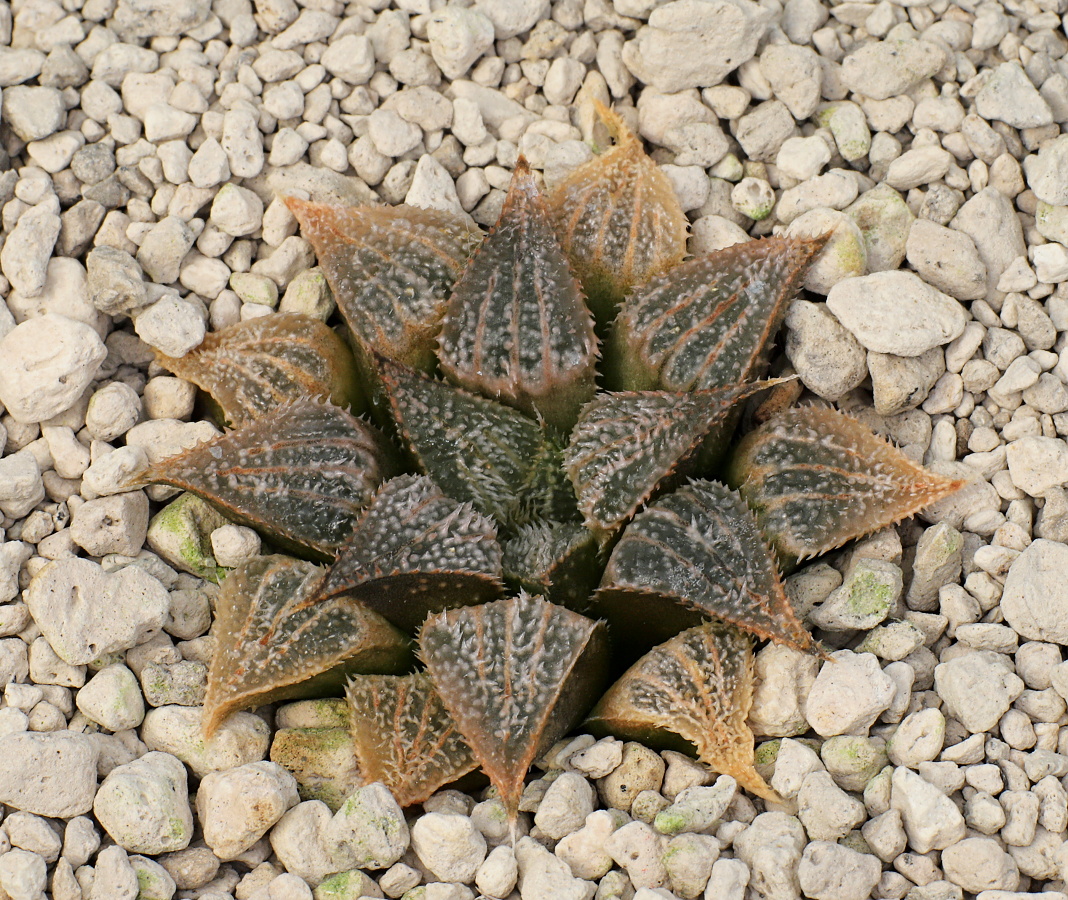 02751 haworthia emelyae var major wimii ne of garcias pass jdv95 023