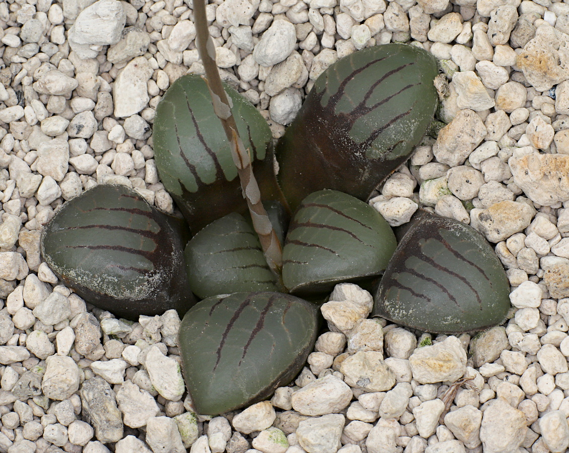 03052 haworthia springbokvlakensis 3 km e of springbokvlakte steytlerville vdv226
