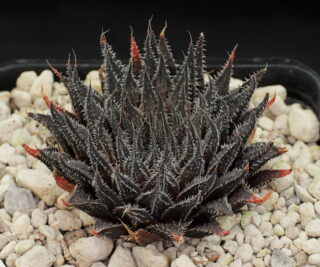 03123 haworthia archeri n baviaan