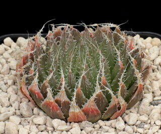 03234 haworthia decipiens incrassa gwarrie poort keurfontein mbb6939