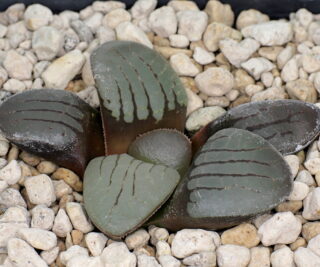 03241 haworthia springbokvlakensis sandpoort e of steytlerville gm208b
