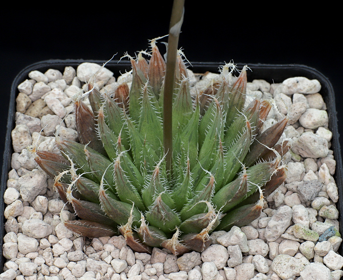 03299 haworthia aristata rava aff n of zuurberg hopewell mbb6902