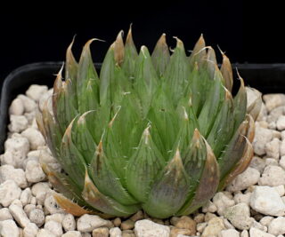 03307 haworthia cooperi isoculata nn kampherspoort 19 km nwn of steytlerville vdv115