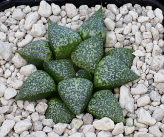 03308 haworthia picta zebra s of oudtshoorn jdv90 007