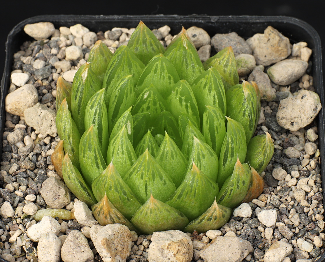 03334 haworthia cooperi pallens aff e of spekboomberg nw of kaboega mbb6914