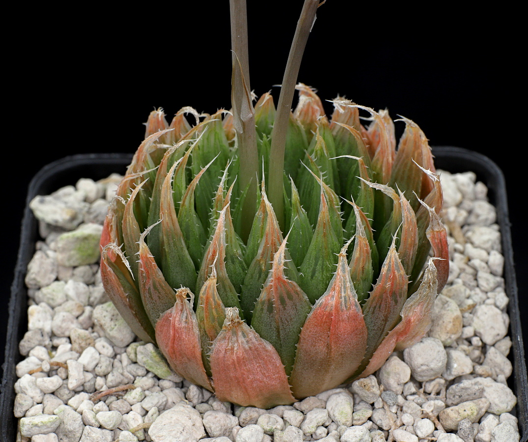 03349 haworthia cooperi var gracilis venetia immediately n of hankey ib06531