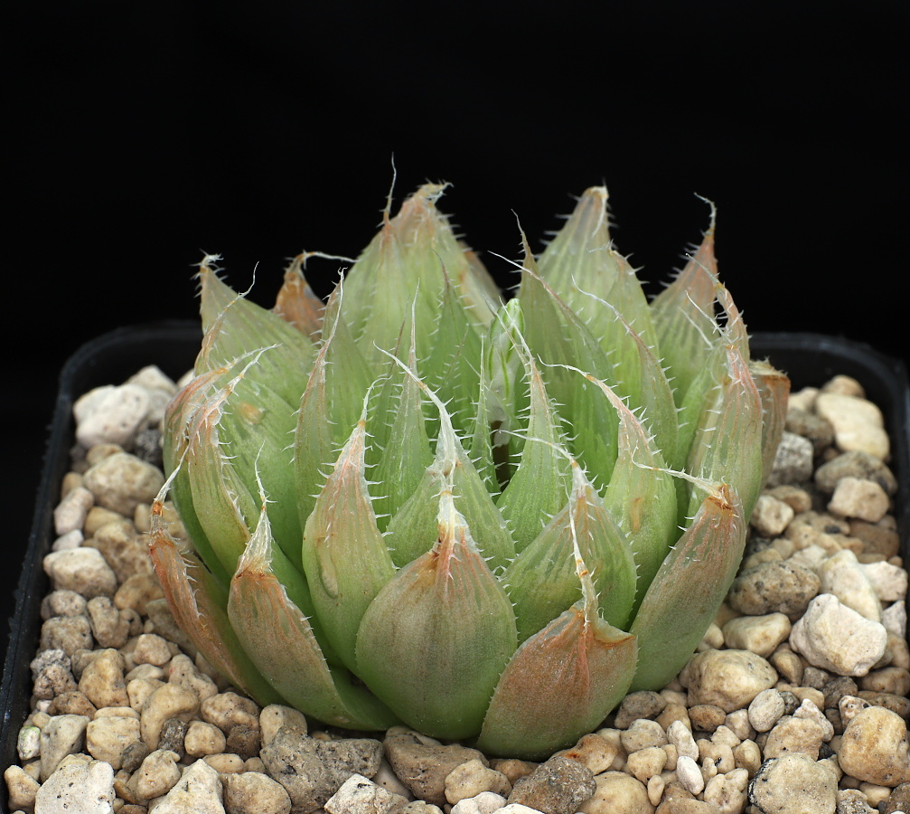03509 haworthia blackbeardiana specksii upper chilton s of waterdown dam dmc08489