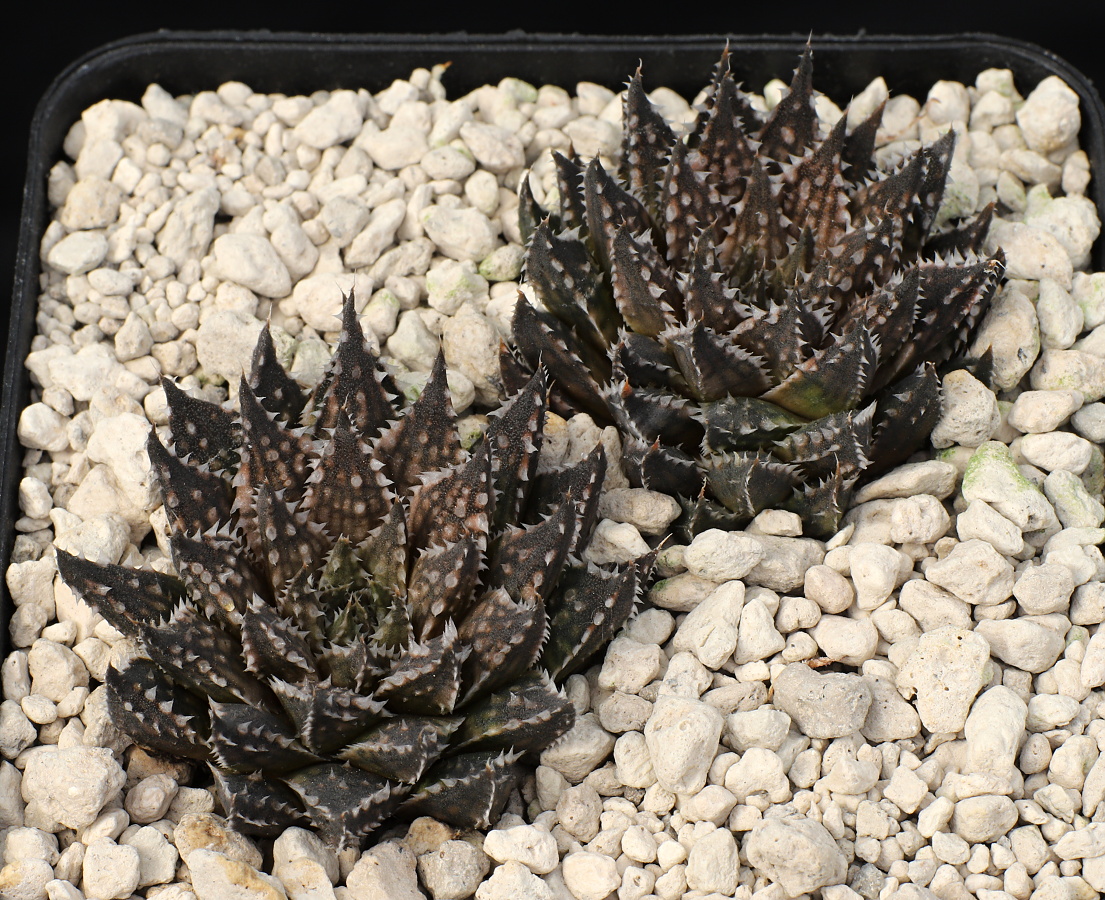 03523 cl1 haworthia marumiana marmorata tierberg ene of prince albert gm715