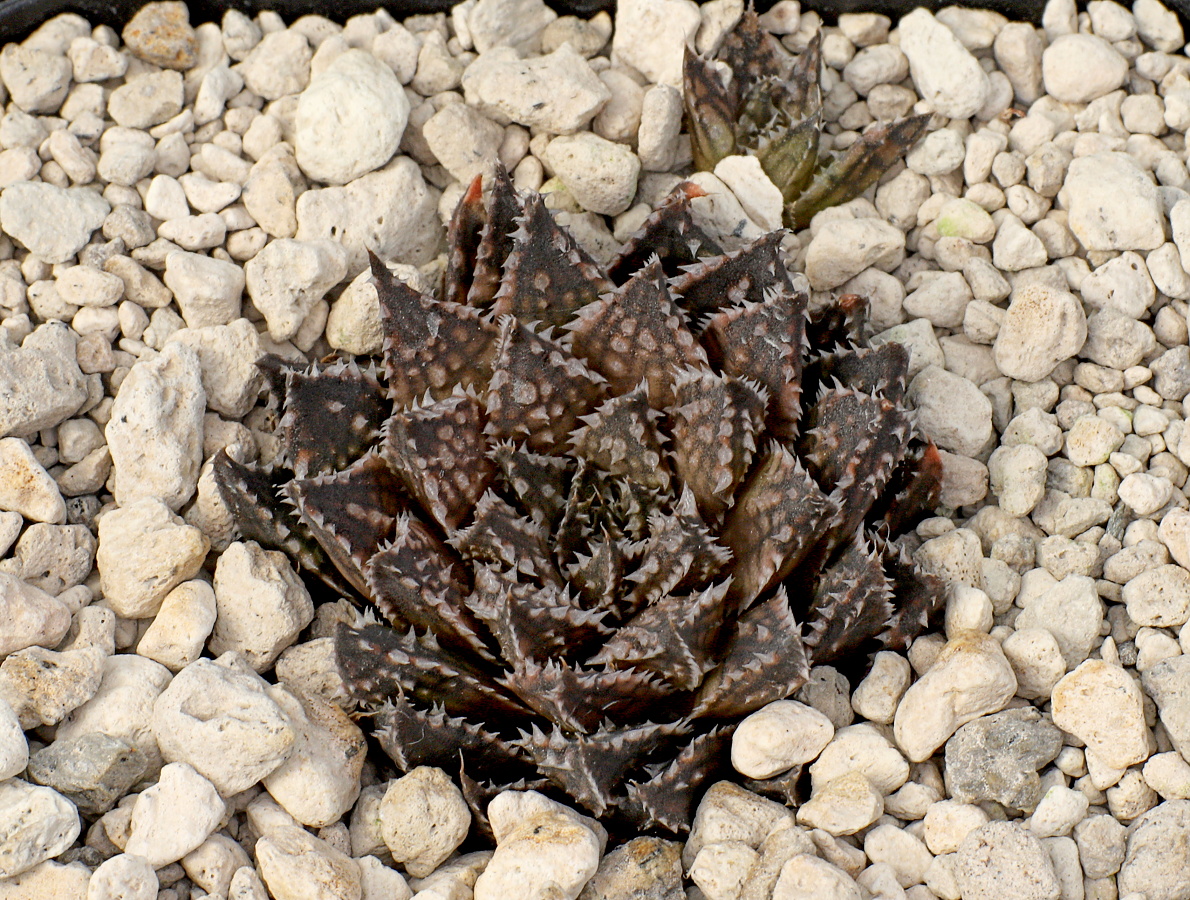 03523 cl3 haworthia marumiana marmorata tierberg ene of prince albert gm715