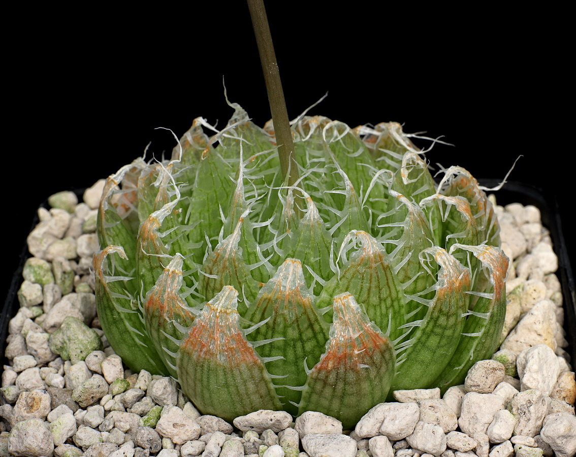 03742 haworthia decipiens treintjiesrivier 8 km w of prince albert ib07105