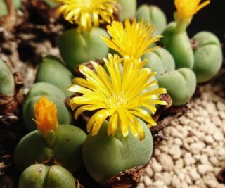 C016-8 conophytum bilobum n7 17km passing bulletrap 1