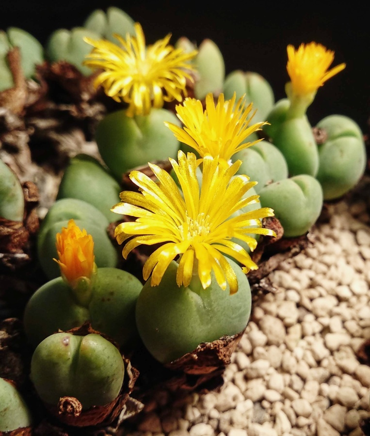 C016-8 conophytum bilobum n7 17km passing bulletrap 1