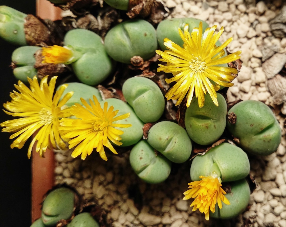 C016-8 conophytum bilobum n7 17km passing bulletrap 2