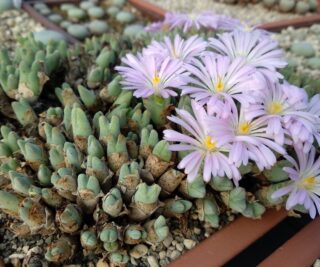 C034-6 conophytum blandum ne of kontorogab 1