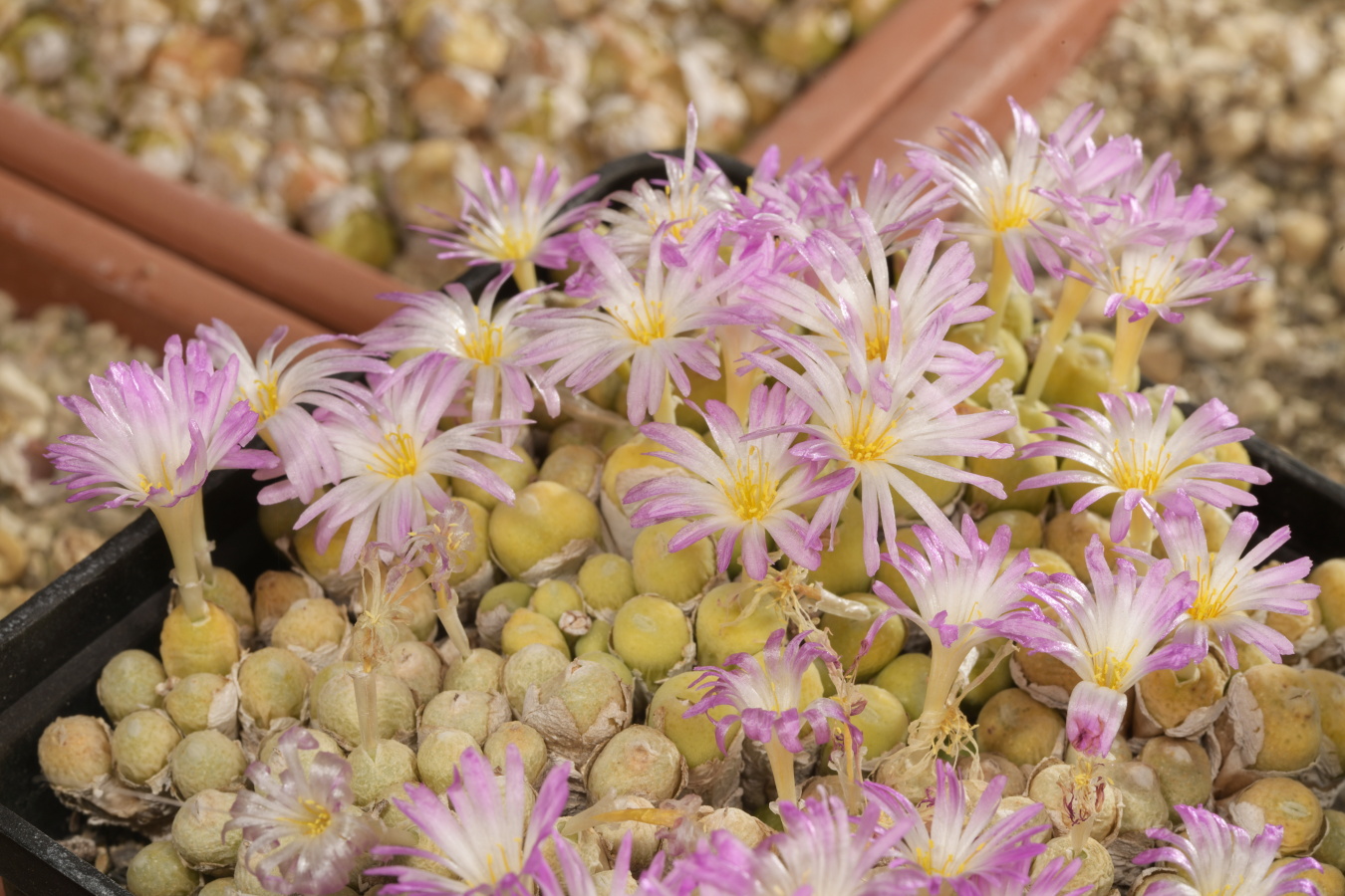 C036-5 conophytum bolusiae ssp primavernum uitspanpoort 1