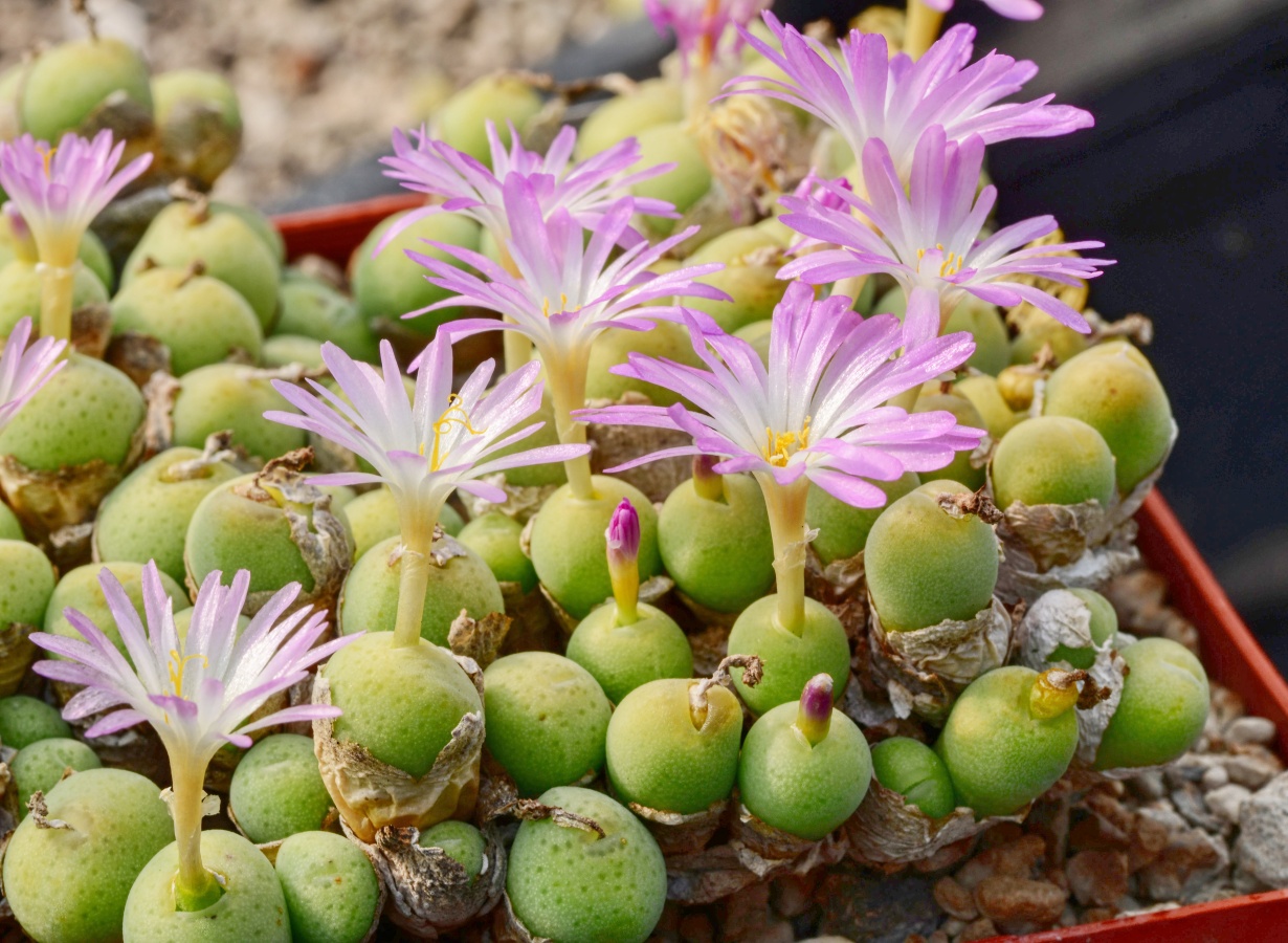 C036-5 conophytum bolusiae ssp primavernum uitspanpoort 2