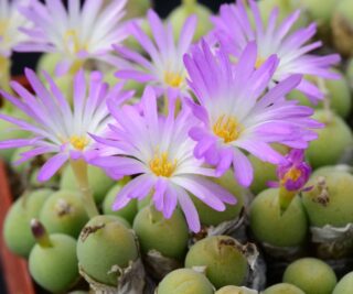 C036-5 conophytum bolusiae ssp primavernum uitspanpoort 3