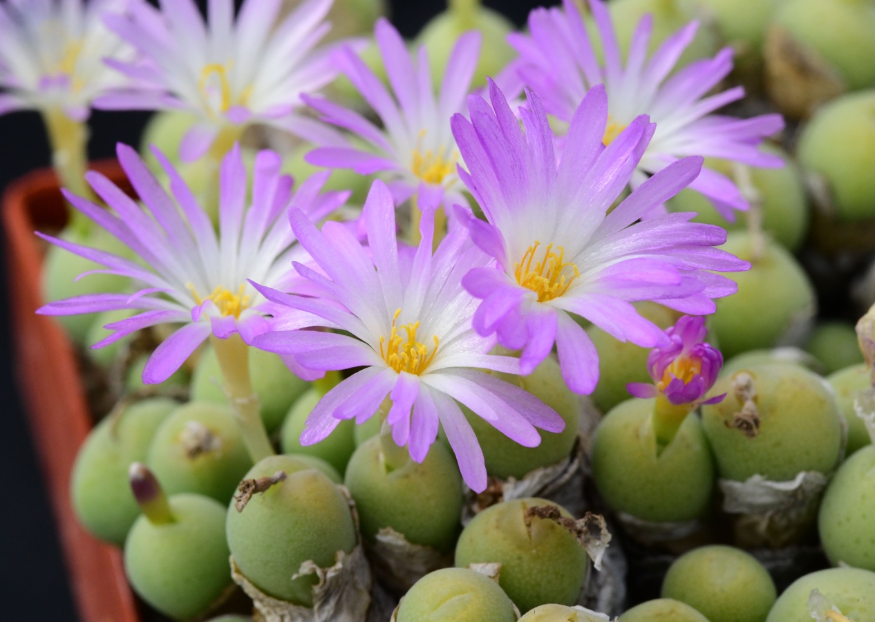 C036-5 conophytum bolusiae ssp primavernum uitspanpoort 3