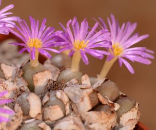 C038-3 conophytum brunneum tl ii 1