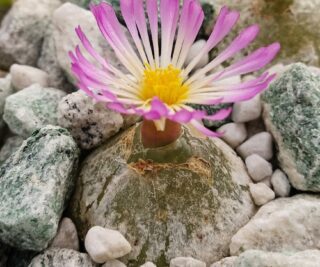 C040-1 conophytum burgeri aggenys 3