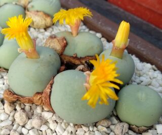 C043-5 conophytum calculus middelputs 1