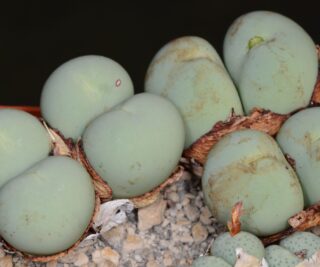 C043-8 conophytum calculus swart se dam e of nuwerus orange fl but nat always 1