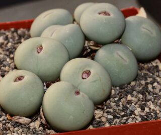 C044-5 conophytum calculus ssp vanzylii sb1102 smorenskadu mg146885 3