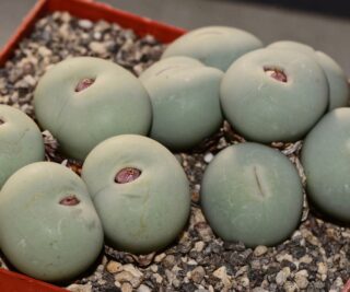 C044-5 conophytum calculus ssp vanzylii sb1102 smorenskadu mg146885 4