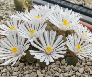 C045-6 conophytum caroli n of kliprand mg141375 1